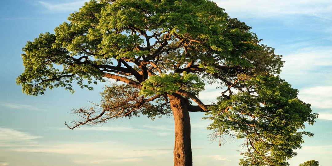 a tree in a field against a blue sky