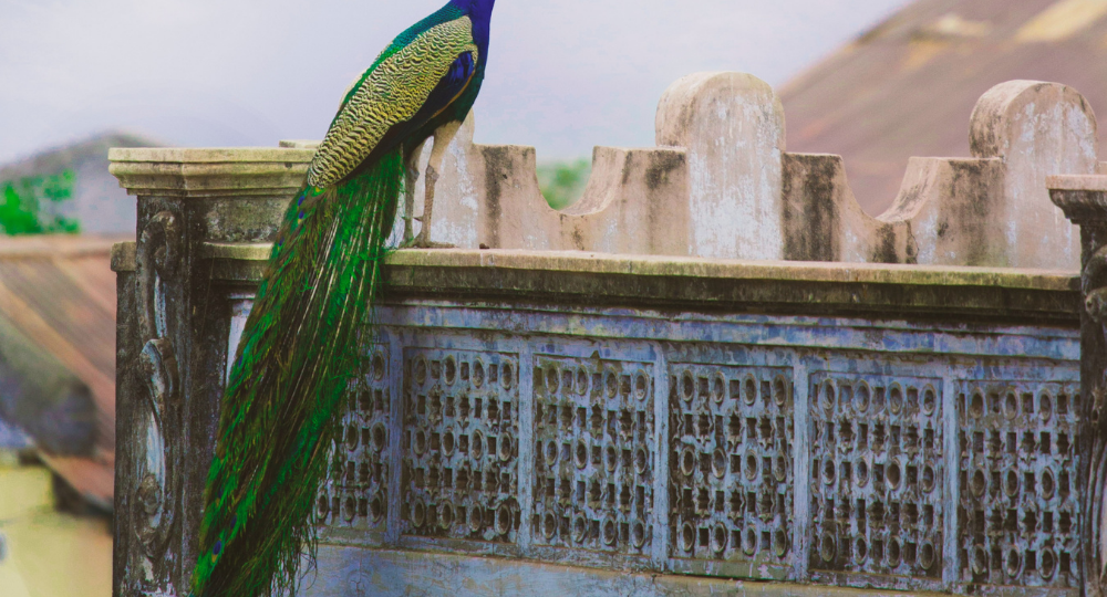 spiritual narcissist