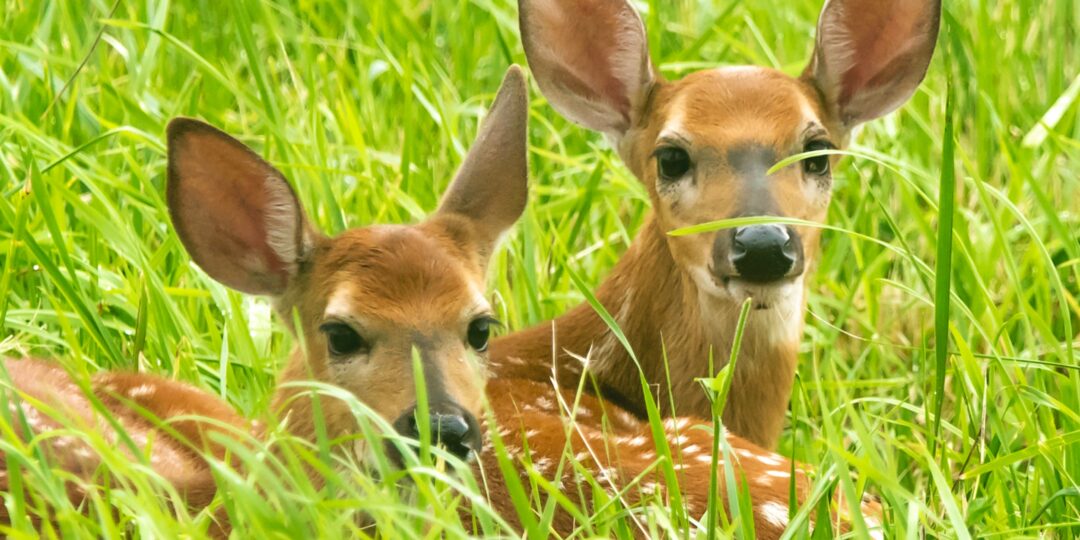 fawns